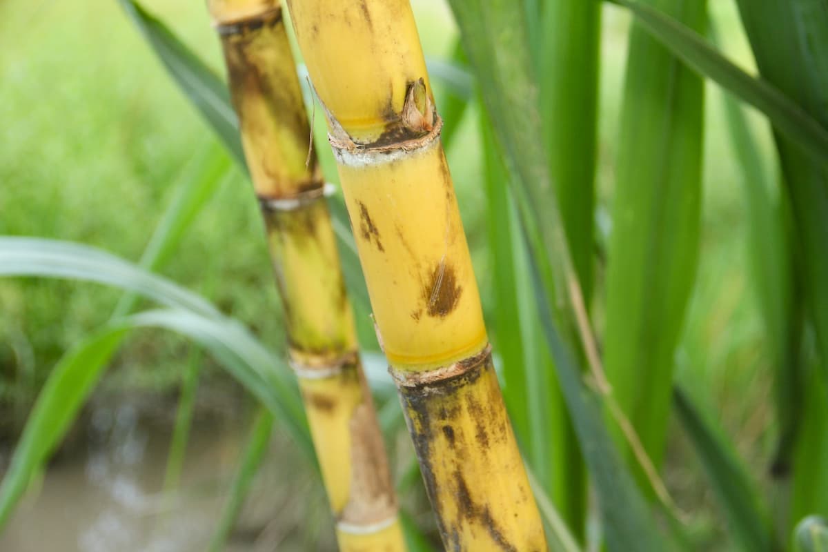 Sucre de canne et diabète : peut-on en consommer sans danger ?